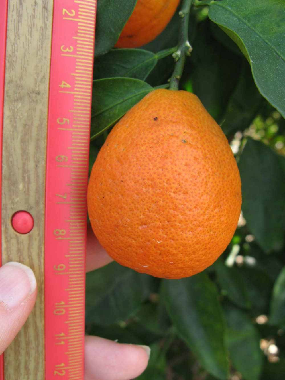            Fruit (Winter Haven, FL)   